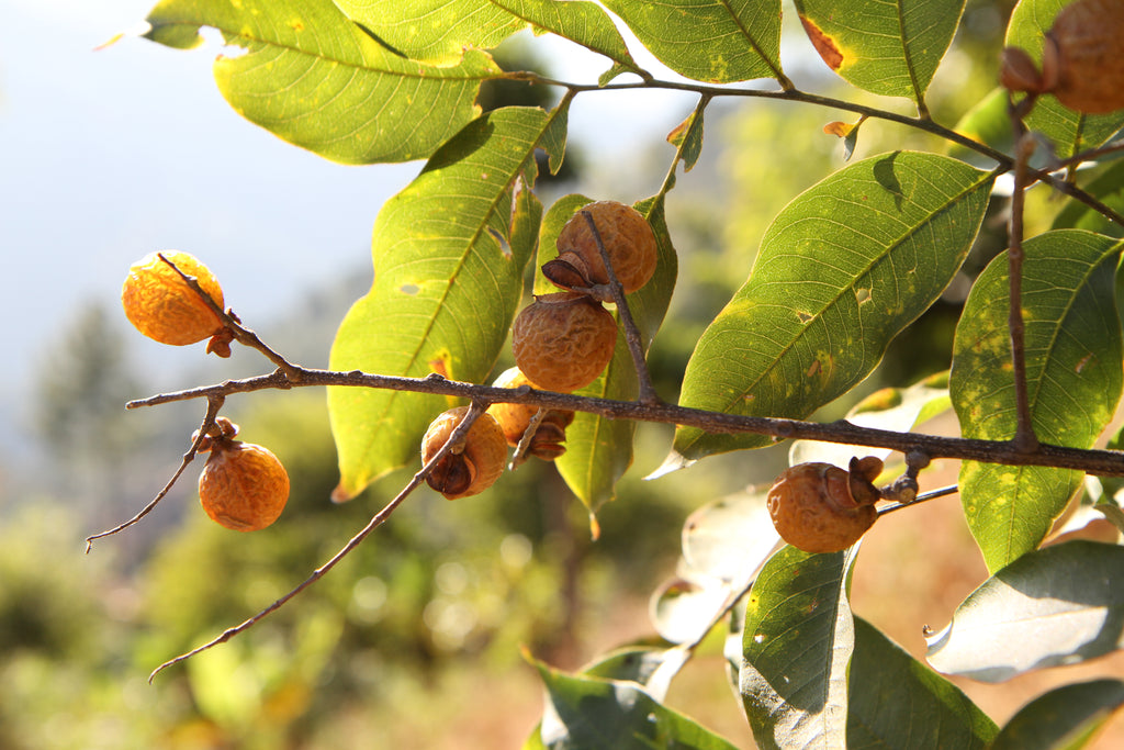 Mini urban hippies showing us the way