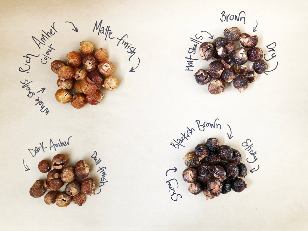 Soapberries; why do some look and feel different to others?