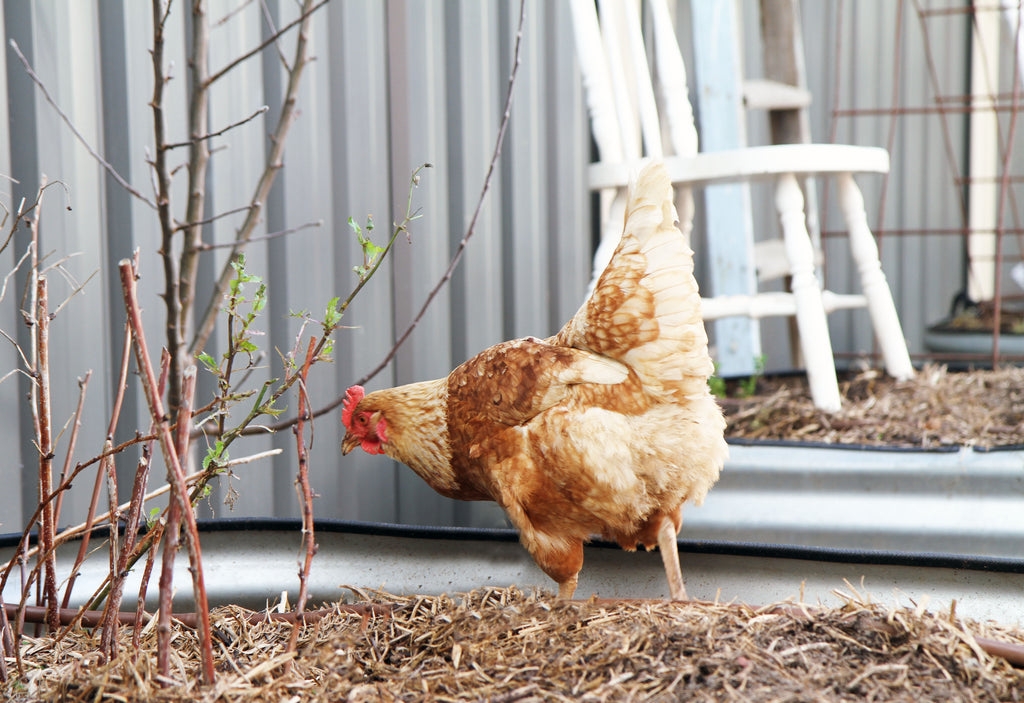 Keeping chooks - is it for you?