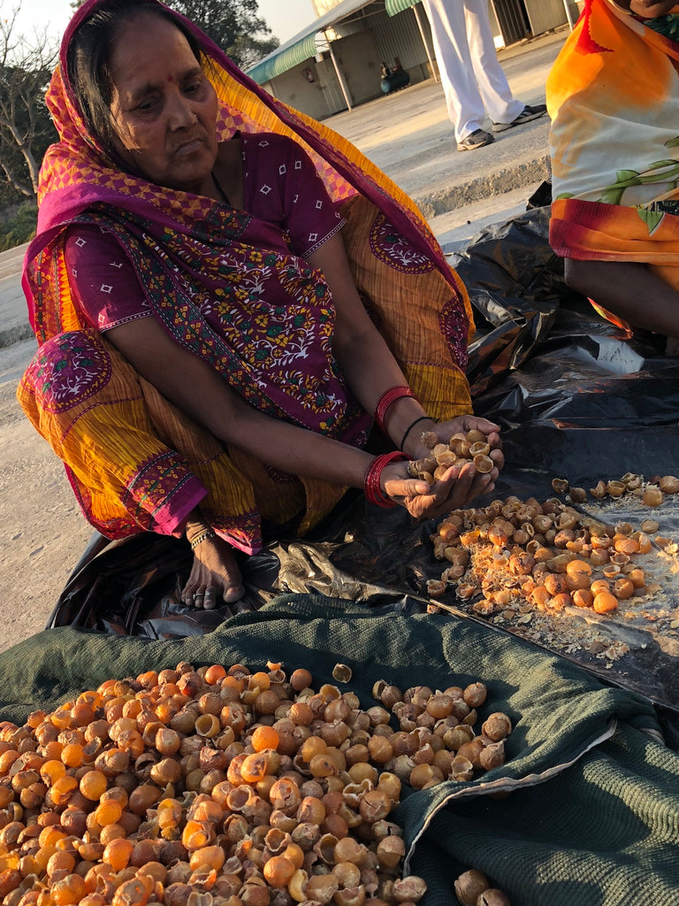 From treetop to you; the incredible journey of the Soapberry.